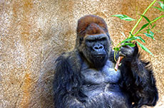 San Diego San Diego Zoo cruise excursion